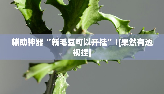 辅助神器“新毛豆可以开挂”![果然有透视挂]